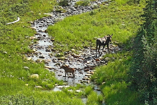 54  Moose and Calf